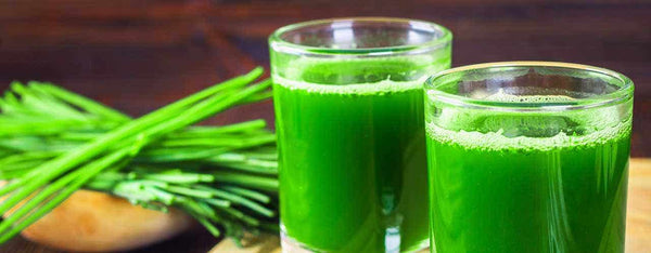 Potent, Convenient Wheat Grass Juice Powder