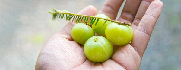 Amla Berry, the Wonder Fruit! (aka: Indian Gooseberry)