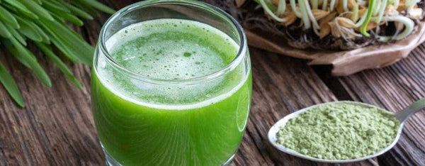 Wheatgrass vs. Barley Grass