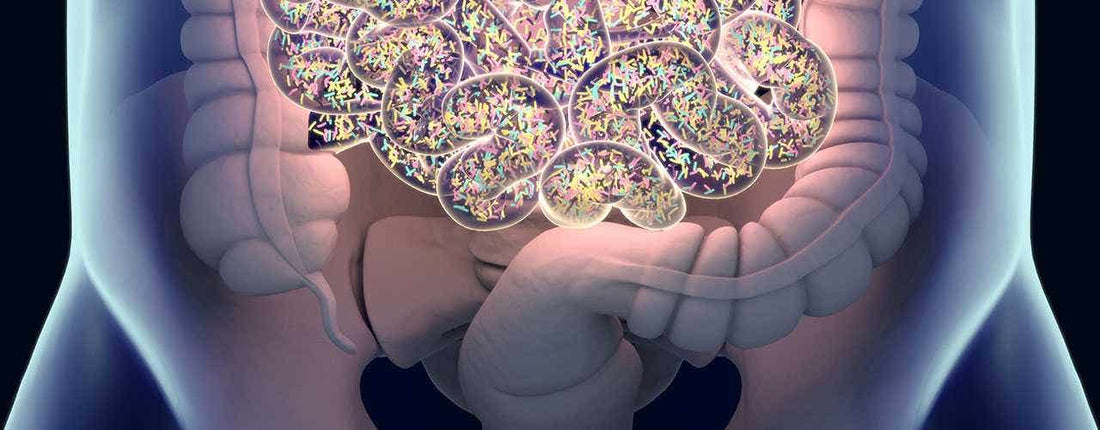 Meet Your Microbiome & What It Does For You (Part 1 of 3)