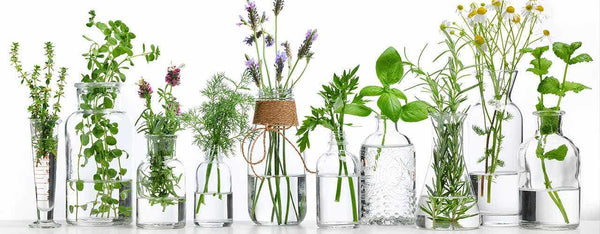 Whole Formula Essential Oils {Infographic}
