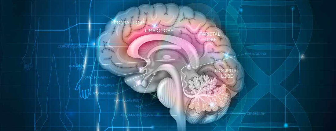 Strategies To Keep Your Mind Strong and Sharp – A Case Against Alzheimer’s