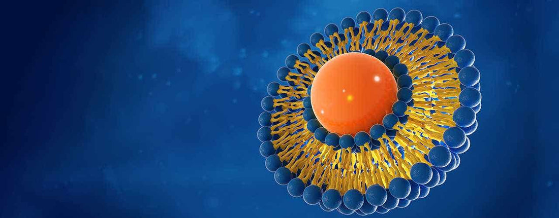 What Are Liposomes?