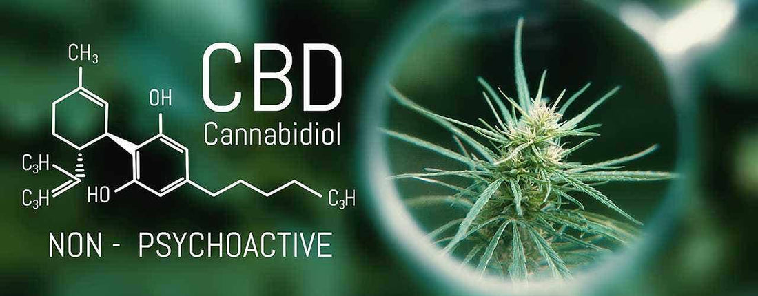 What Is Your Endocannabinoid System?