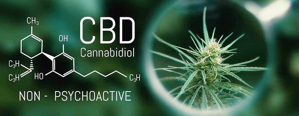 What Is Your Endocannabinoid System?