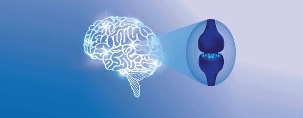 Ten Ways Fatty Acids and the Endocannabinoid System Influence the Brain Together