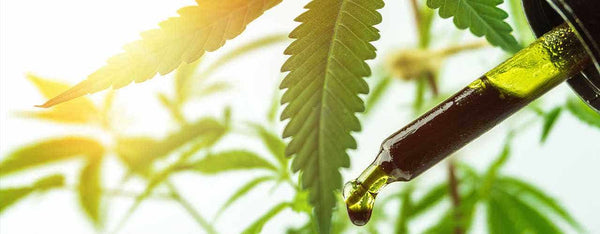 What Does Full-Spectrum CBD Mean?