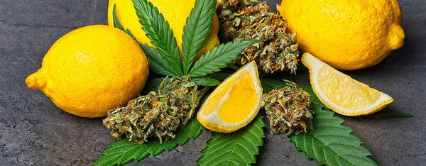 What Are Terpenes in CBD and What Do They Do?