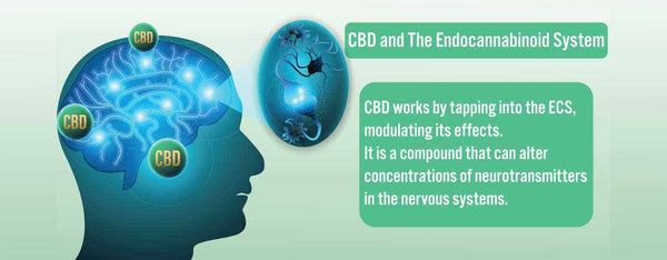 The Endocannabinoid System, Cannabinoids, and Brain Health