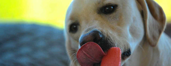 2 Dog Popsicle Recipes for Summer