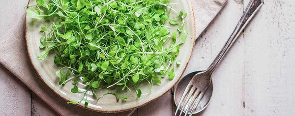 Mighty Microgreens and Your Health