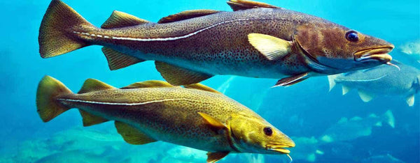 Fermented Cod Liver Oil Demystified