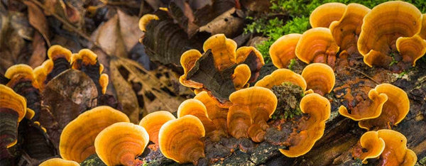 Reishi Mushroom's Health Benefits, Part 2