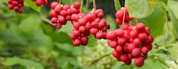 Schisandra Berry's Incredible Benefits