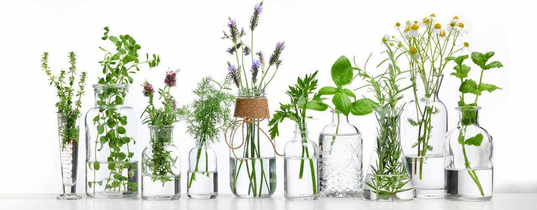 The Theories Behind Diluted Homeopathic Remedies