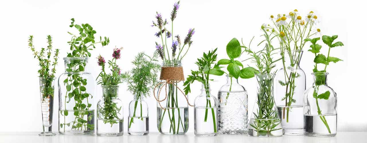 The Theories Behind Diluted Homeopathic Remedies