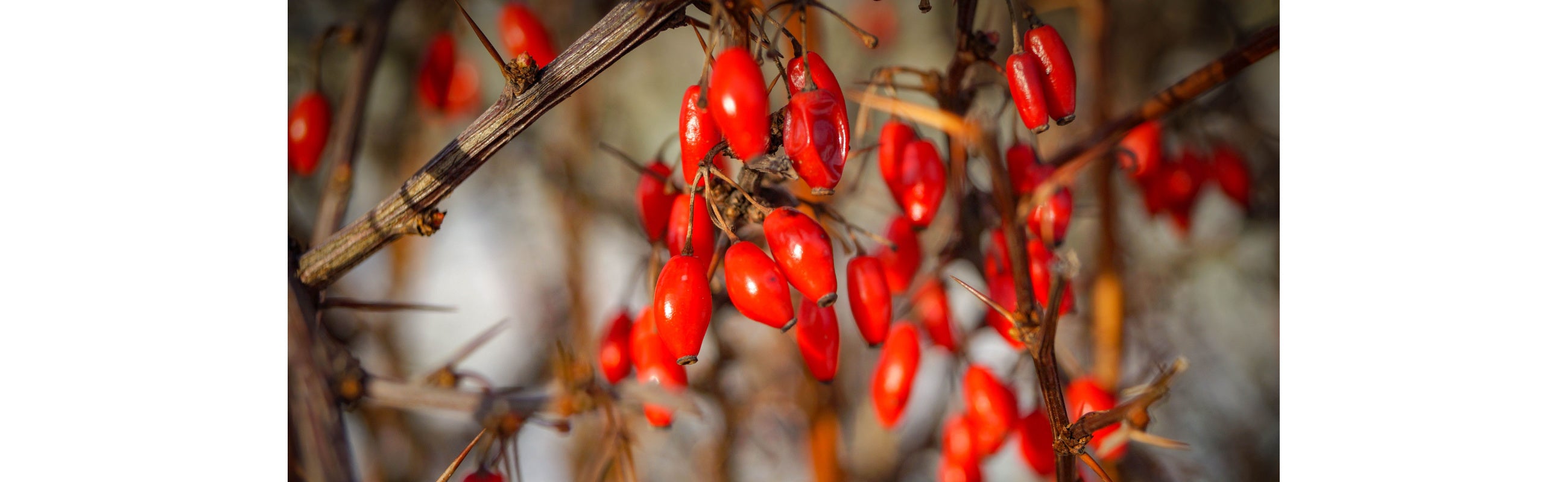 what-is-berberine