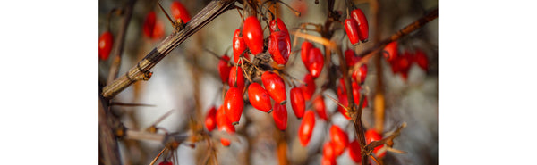 what-is-berberine