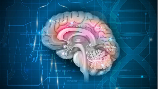 Detoxifying The Brain and Nervous System