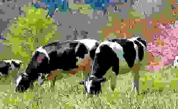 Grass-based Organic Dairy Farming