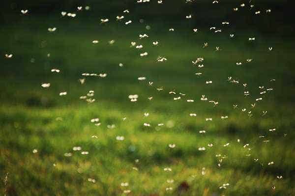 Tis the season for West Nile virus. What to know.