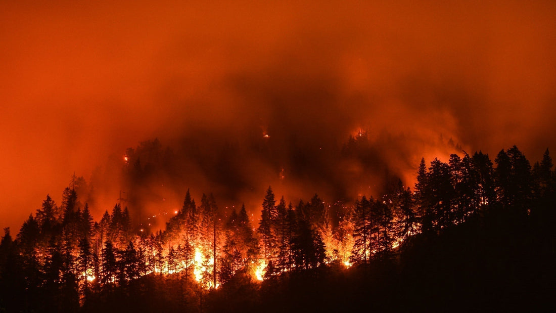 How to Detoxify Wildfire Smoke